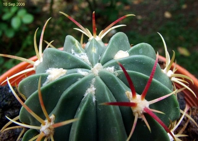 Ferocactus latispinus ssp.spiralis 10